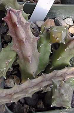 (Duvalia pubescens)