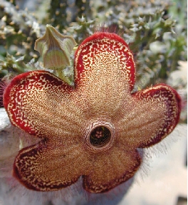 Persian Carpet Flower(Edithcolea grandis)