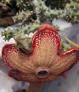Persian Carpet Flower(Edithcolea grandis)