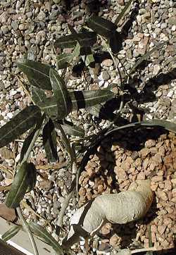 Kambroo(Fockea angustifolia)