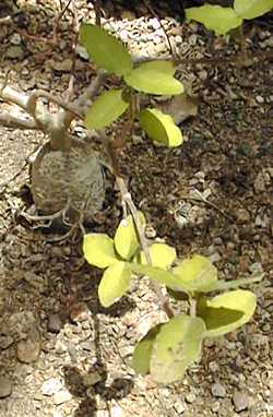 (Fockea capensis)