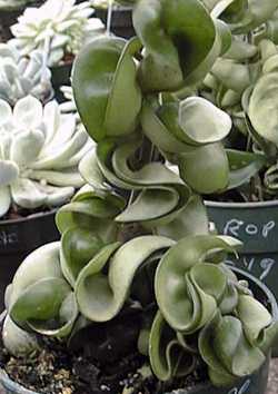 Wax Plant, Wax Flower, Porcelain Flower(Hoya carnosa)
