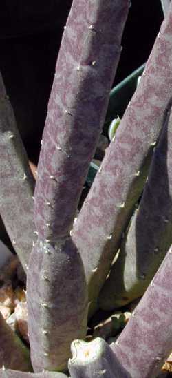 Carrion Plant(Stapelia flavo-purpurea)