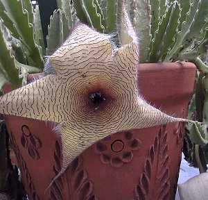 Carrion Plant(Stapelia gigantea)