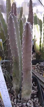 Carrion Plant(Stapelia grandiflora)