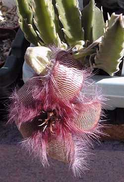 Carrion Plant(Stapelia hirsuta)