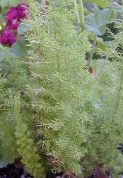 Myers Asparagus(Asparagus densiflorus 'Myers')