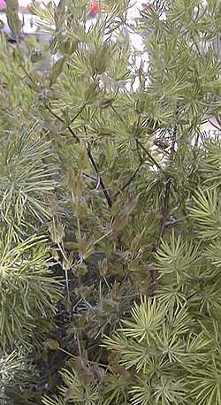 Pom Pom Asparagus Fern, Ming Asparagus(Asparagus retrofractus)