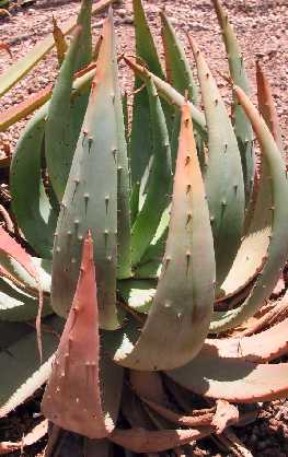 (Aloe aculeata)