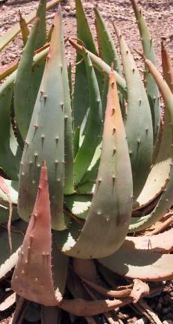 (Aloe aculeata)