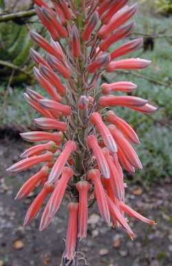 (Aloe affinis)