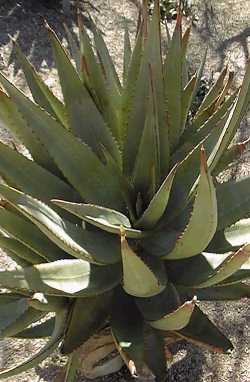 (Aloe africana)