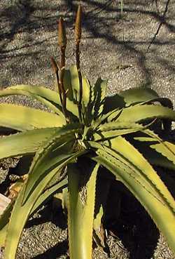 (Aloe alooides)