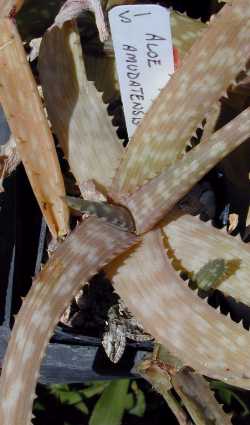 (Aloe amudatensis)