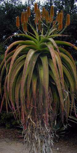 Wylliespoort Aloe(Aloe angelica)