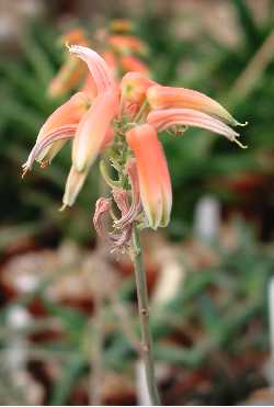 (Aloe ankoberensis)