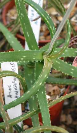 (Aloe ankoberensis)