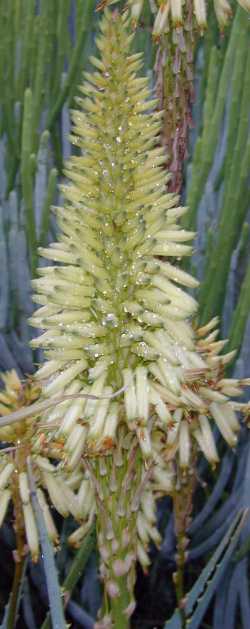 Tree Aloe, Krantz Aloe, Candelabra Aloe(Aloe arborescens)