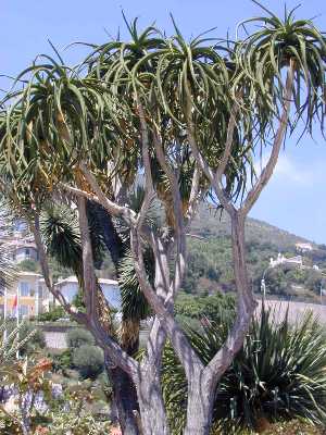 Tree Aloe(Aloe barberae)