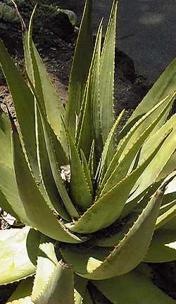 (Aloe debrana)