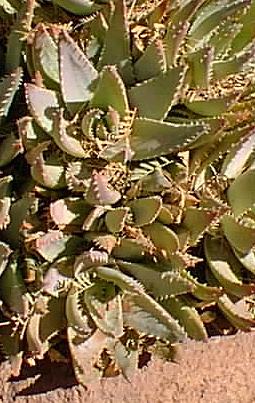 Short Leaf Aloe, Kleinaalwyn(Aloe brevifolia var. brevifolia )