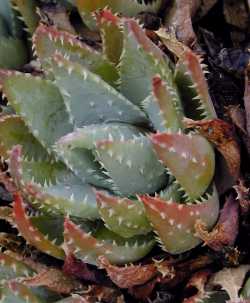 Short Leaf Aloe, Kleinaalwyn(Aloe brevifolia var. brevifolia )