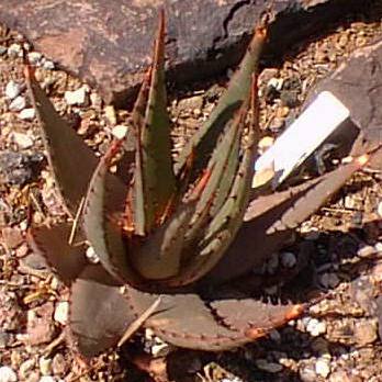 (Aloe broomii var. broomii )