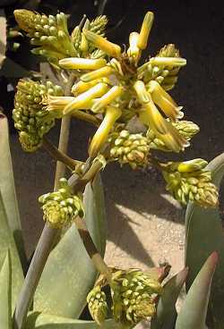 (Aloe buhrii)