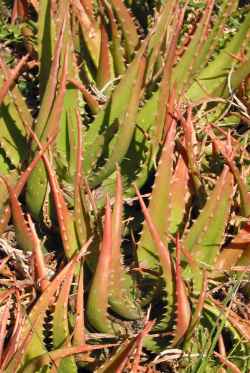 (Aloe bussei)