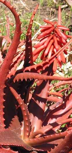 (Aloe cameronii var. cameronii )