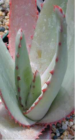 (Aloe capitata var. capitata )