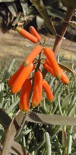 Climbing Aloe(Aloe ciliaris var. ciliaris )