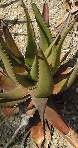 (Aloe classenii)