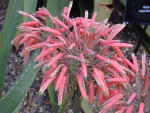 (Aloe comptonii)