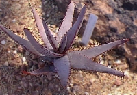 (Aloe conifera)