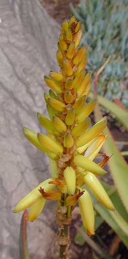 (Aloe cryptopoda)