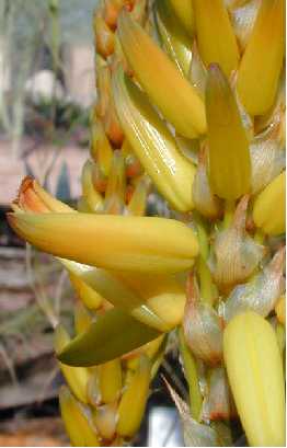 (Aloe cryptopoda)