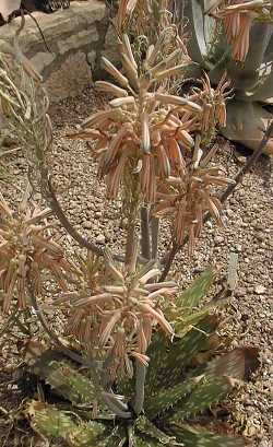 (Aloe greatheadii var. davyana )