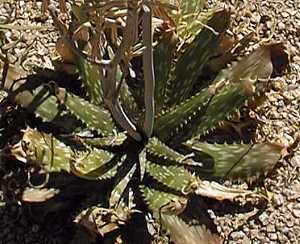 (Aloe greatheadii var. davyana )