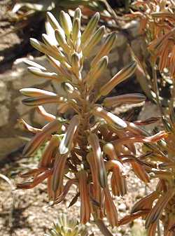 (Aloe greatheadii var. davyana )