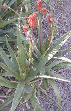 Dawe's Aloe