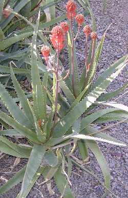 (Aloe dawei)