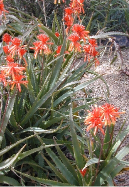 (Aloe dawei)