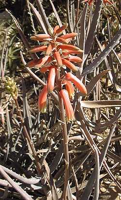 (Aloe decaryi)