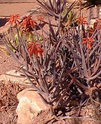 (Aloe decaryi)