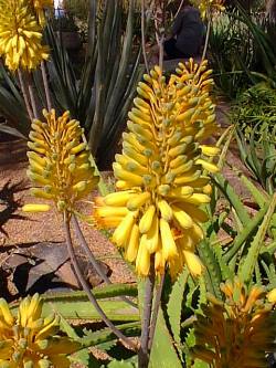 (Aloe deserti)