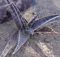 (Aloe dewinteri)