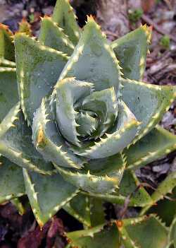 Jeweled Aloe(Aloe distans)