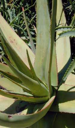 (Aloe doei var. doei )