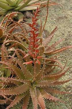 (Aloe dorotheae)